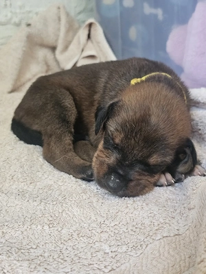 Hund Hündin Welpe Tierschutz Bundesweite Vermittlung 