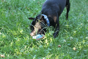 Chihuahua-Mix Tieger, geb. Sept. 2025 Bild 7