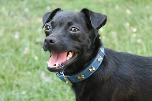 Chihuahua-Mix Tieger, geb. Sept. 2025