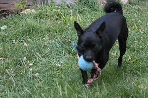 Chihuahua-Mix Tieger, geb. Sept. 2025 Bild 8