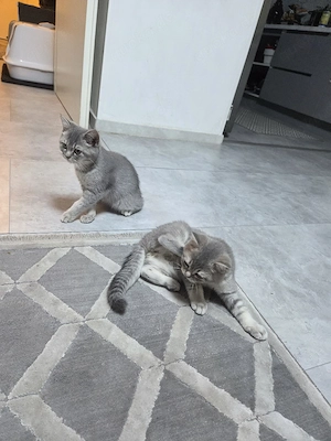 Zuckersüße Bkh Kitten 2 katzen 2 kater