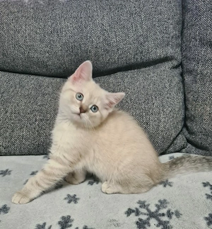 Lilac Point BKH Kätzchen sucht ein neues Zuhause