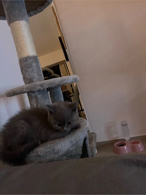 BKH kitten