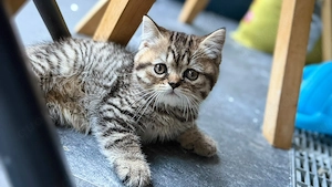 BKH Kitten in guten Händen abzugeben. 
