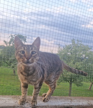 Fiagro, 3 Jahre, Wohnungshaltung