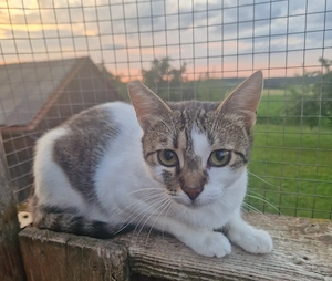 Mary, 2 Jahre, lieb und verschmust