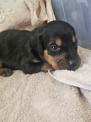 Hund Rüde Welpe Tierschutz Bundesweite Vermittlung 