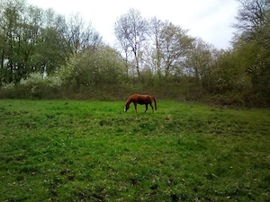 Suche reitbares Kleinpferd 
