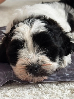 Shih-Poo Welpe sucht liebevolles Zuhause (Shih tzu x Zwergpudel)