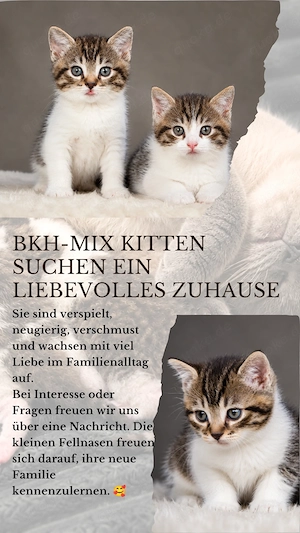 BKH MIX Kitten Junge und mädchen