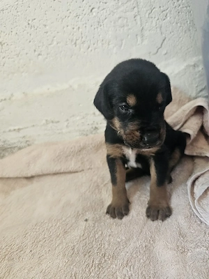 Hund Rüde Welpe Tierschutz Bundesweite Vermittlung 