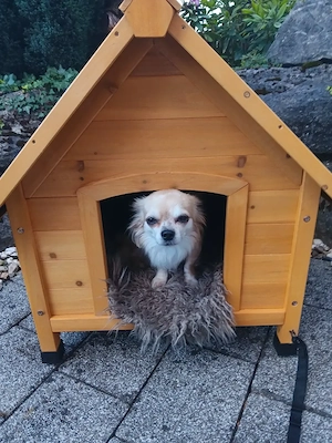 Chihuahua Hündin 