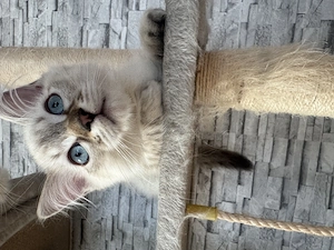 Wunderschöner Birma-Kater sucht sein Für-immer-Zuhause