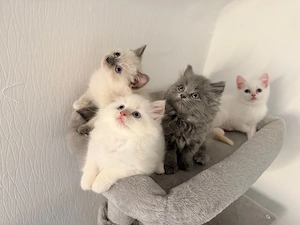 (Geimpfte) Liebevolle britische Kitten BKH BLH, suchen ihr neues Zuhause