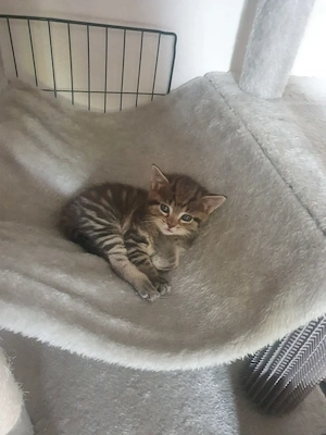 Babykatze sucht ein neues Zuhause 