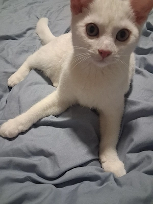 süsses kitten entwurmt sucht zuhause 