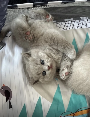 BKH Kitten reinrassig 