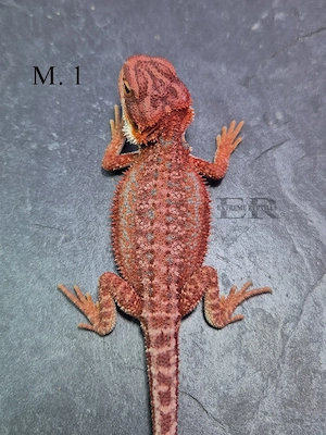 Bartagame (Pogona vitticeps) Männchen 