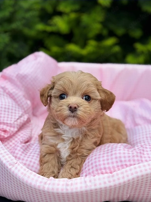 Bezaubernder Maltipoo-Welpe