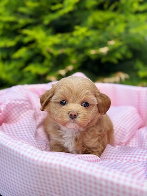 Wunderschöner Maltipoo-Welpe   Gesund, bestens sozialisiert und bereit für ein liebevolles Zuhause.