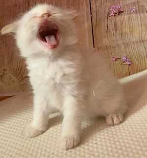 Heilige Birma Kitten