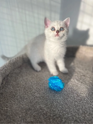 Reinrassige BKH Kitten mit blauen Augen