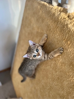 Reinrassige BKH Kitten mit blauen Augen Bild 6