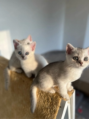 Reinrassige BKH Kitten mit blauen Augen