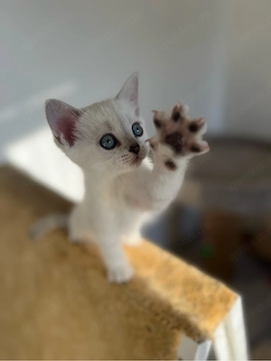 Reinrassige BKH Kitten mit blauen Augen Bild 5