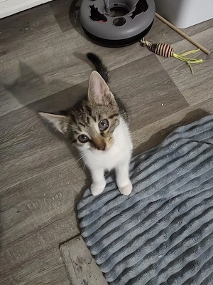 Baby katzen mischlinge 