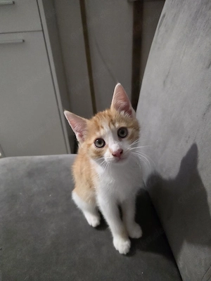 baby katze