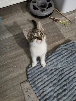 junge  baby kitte 