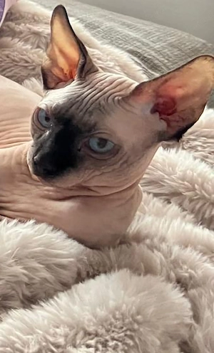 Kanadischer Sphynx Deckkater 