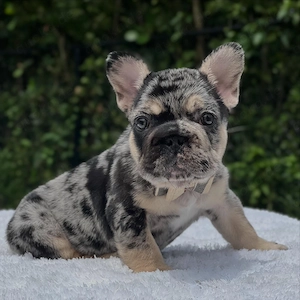 Französische Bulldoggen-Welpen suchen ein Zuhause   