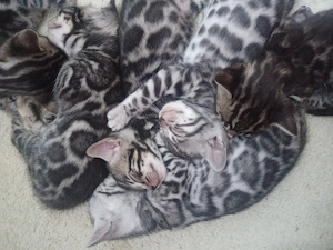 Wunderschöne Bengalkitten dürfen bald ausziehen