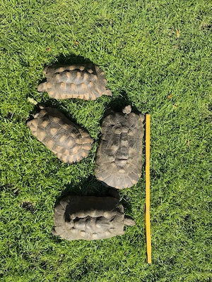 Breitrandlandschildkröten, Testudo marginata, Landschildkröte, Schildkröte 