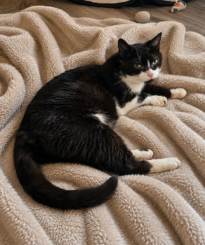 Süsse Katze aus Tierschutz