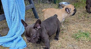 Französische Bulldoggen 
