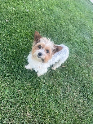 Terrier Welpen Rüden Bild 7