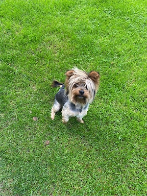 Terrier Welpen Rüden Bild 8