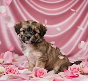 maltipom Maltipoo Welpen 