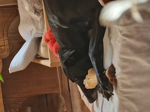 Super lieber Galgo mix