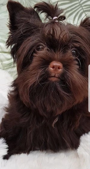 Yorkshire Terrier Mädel