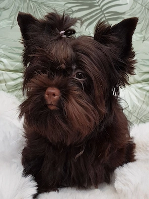 Yorkshire Terrier Mädel