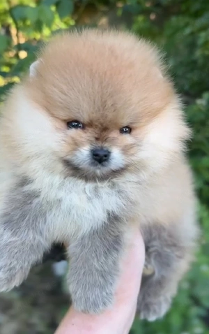    Liebevoller Mini-Pomeranian-Rüde sucht ein neues Zuhause   