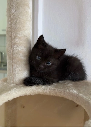 bkh mix mädchen sucht liebevolles zuhauseVB