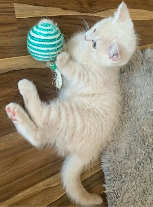 Sanfter hübscher BKH Kater