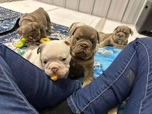 Englische Bulldoggenwelpen