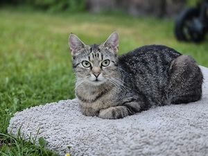 Katze Freigänger