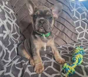 französische bulldogge 